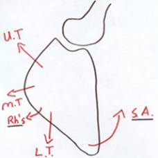 Lines of action of scapula and rotator cuff muscles
