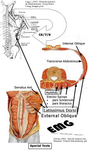 multifidus muscle origin and insertion